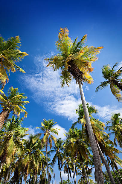 Coconut trees forest on a Tropical island with deep blue sky