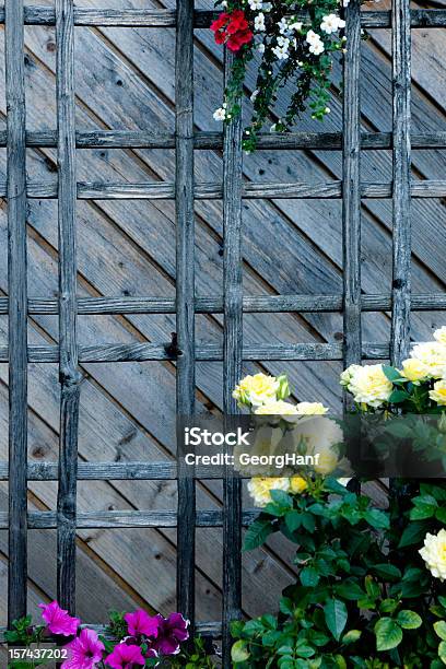 Wood Lattice Stock Photo - Download Image Now - Creeper Plant, Trellis, Wire Mesh