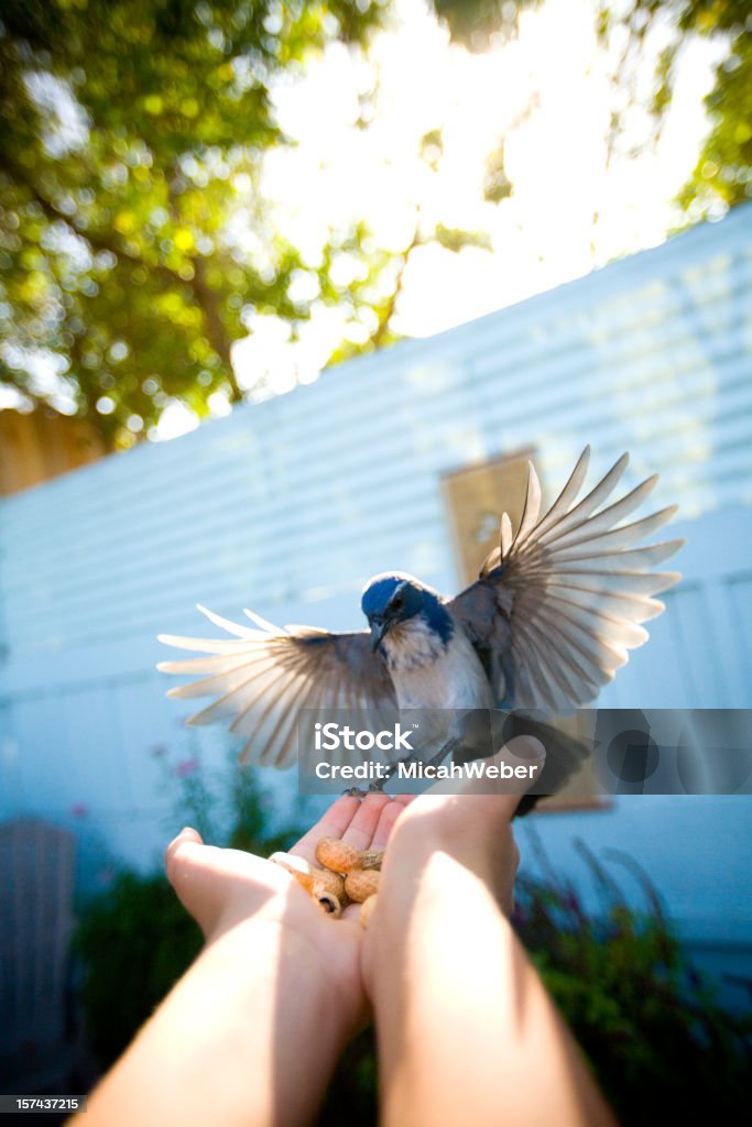 Alas desplegadas - Foto de stock de Acercarse libre de derechos