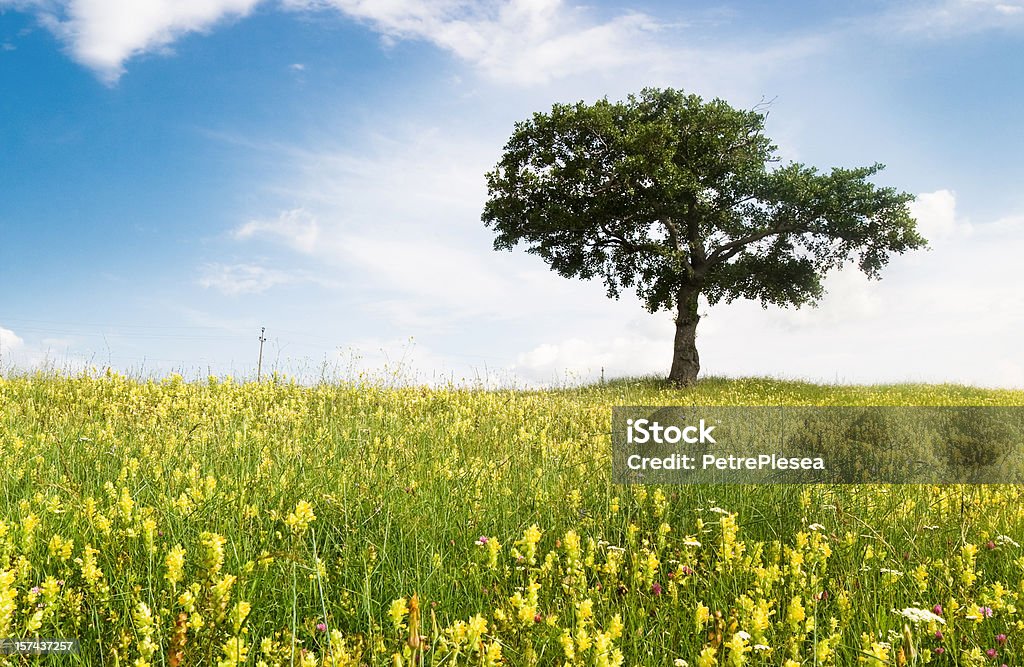 A árvore - Foto de stock de Colina royalty-free