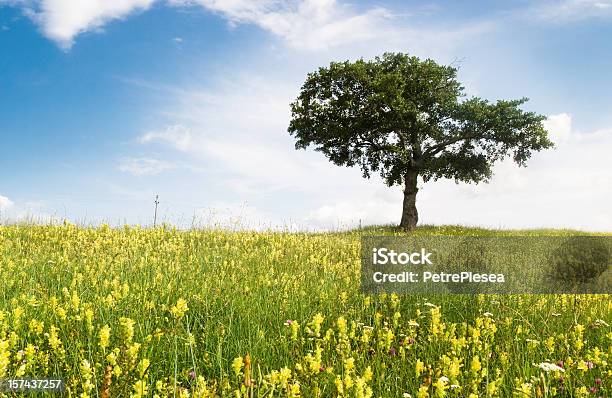 Foto de A Árvore e mais fotos de stock de Colina - Colina, Árvore, Agricultura