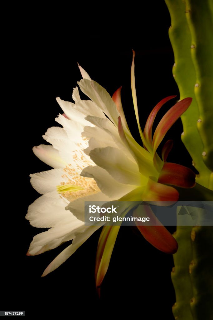 Nacht-blooming cactus - Lizenzfrei Kaktus Stock-Foto