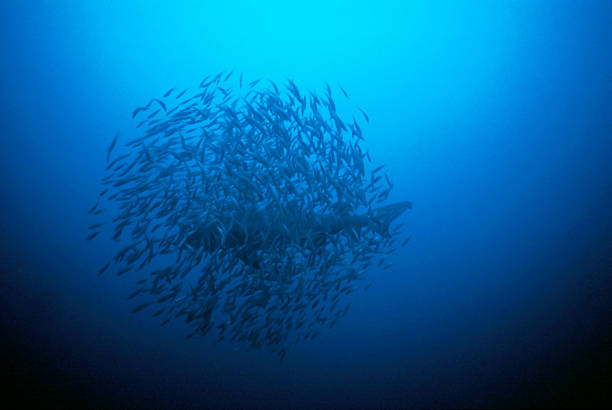 istock Sand Tiger Shark Bait Ball 157437312