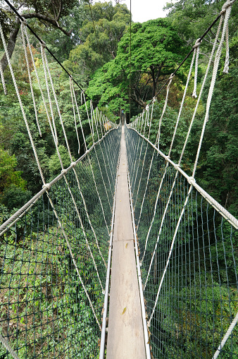 A long elevated walkway high up in the canopy of the rainforest in Taman Negara National Park, Malaysia.