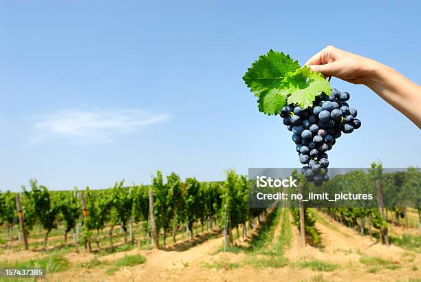 Weintrauben Stockfoto und mehr Bilder von Traube - Traube, Rotwein, Weinberg