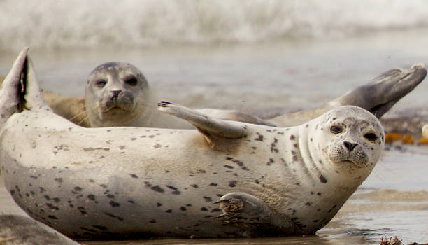 gris phoques - animal fat photos et images de collection