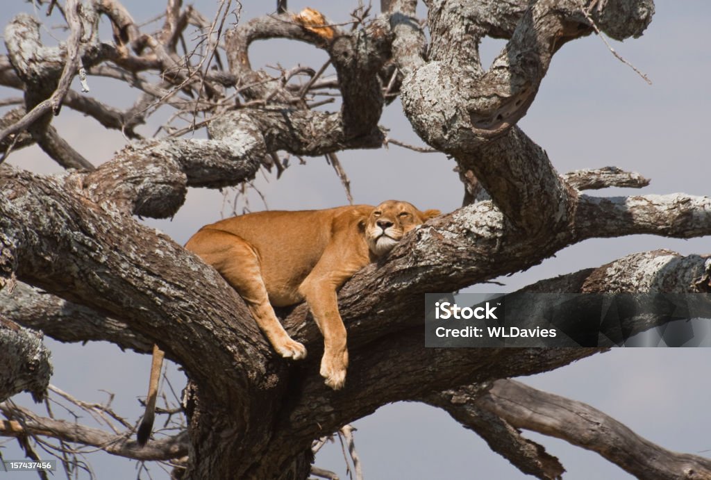 Lion dormir en un árbol - Foto de stock de Dormir libre de derechos