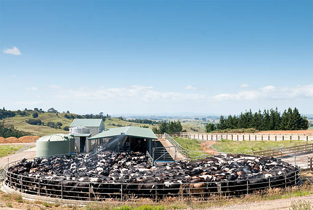 ordenhar vacas leiteiras - cattle shed cow animal imagens e fotografias de stock