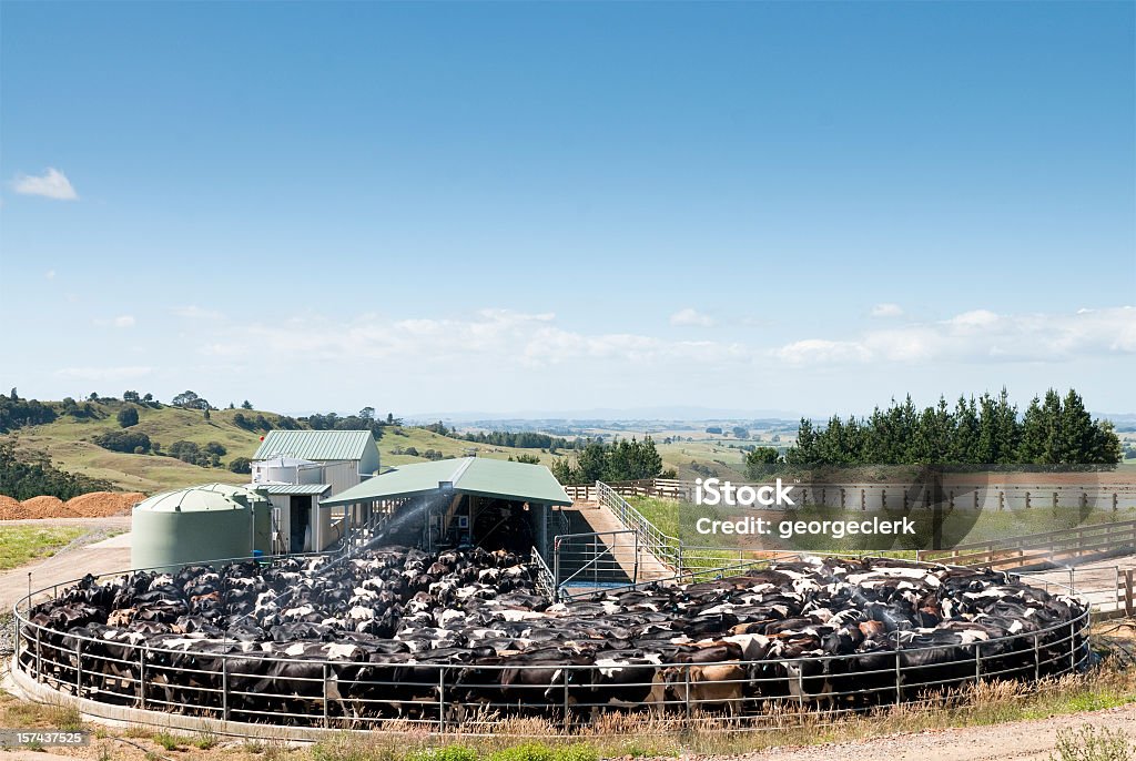 Доить Молочный всех кантонах - Стоковые фото Новая Зеландия роялти-фри