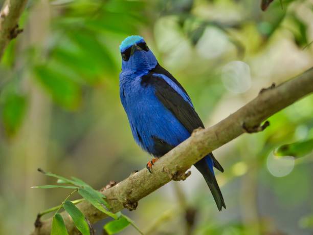 istock Red-legged honeycreeper bird perched on a branch in a lush and vibrant green tree 1574376455