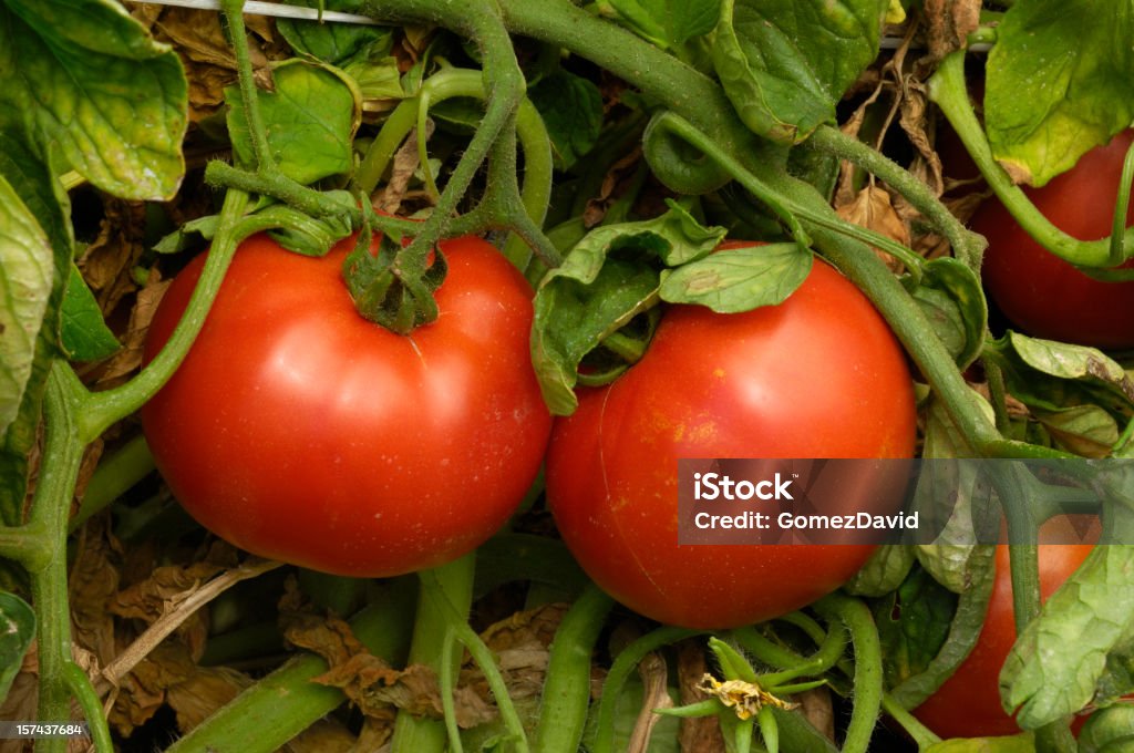 Close-up of 숙화 애니조나 토마토 위에 덩굴 - 로열티 프리 농장 스톡 사진