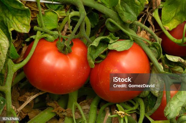 Closeup De Maturação Califórnia Tomates Na Videira - Fotografias de stock e mais imagens de Quinta