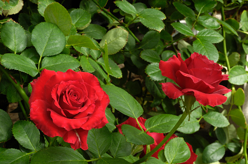 Close-up of vibrant red rose being grown at a Pacific Coast nursery.