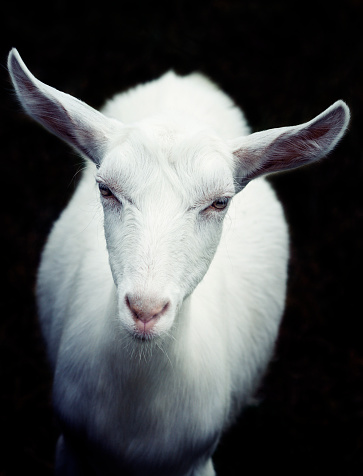 young white goat looking at camera, focus on the eyes