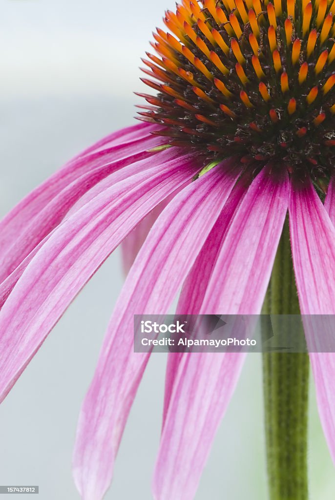 Zbliżenie obrazu Echinacea purpurea Kwiat-II - Zbiór zdjęć royalty-free (Bez ludzi)