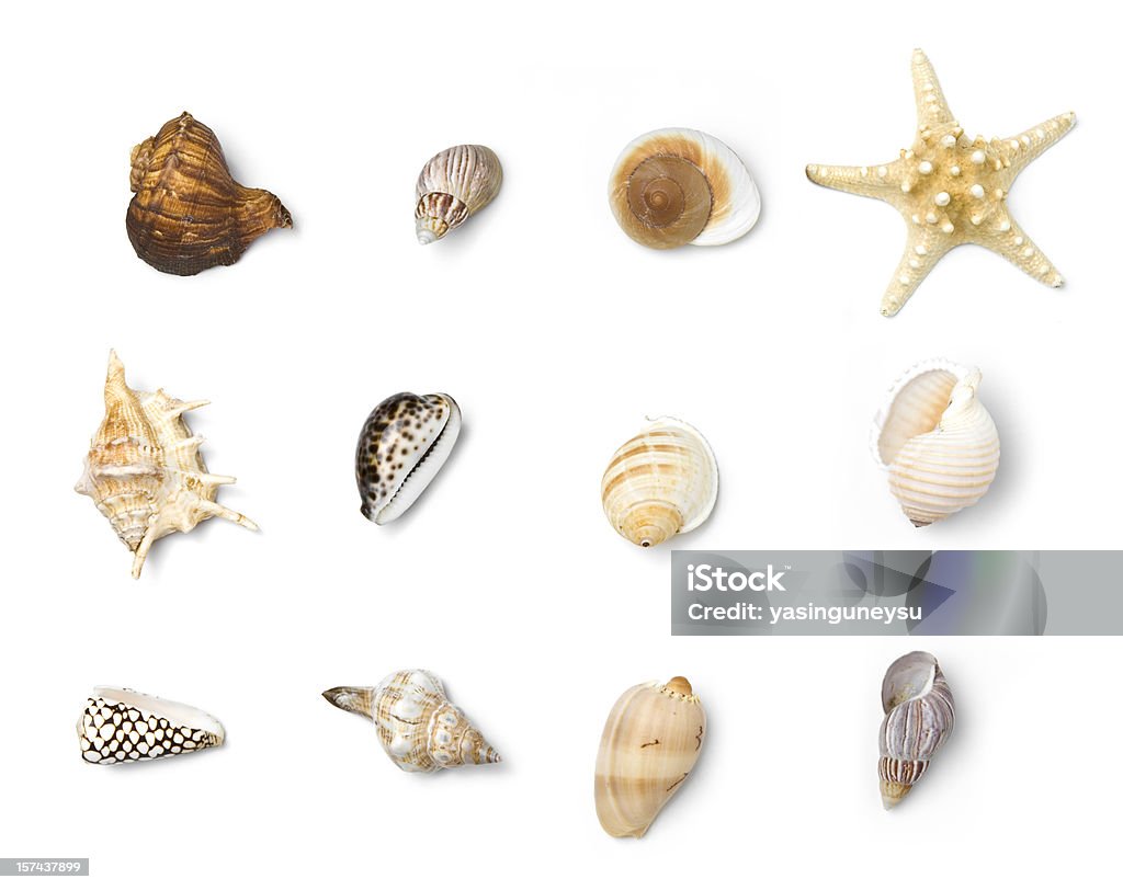 Objetos serie playa - Foto de stock de Concha - Parte del cuerpo animal libre de derechos