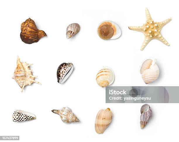 Objetos Serie Playa Foto de stock y más banco de imágenes de Concha - Parte del cuerpo animal - Concha - Parte del cuerpo animal, Recortable, Playa