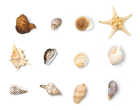 Empty seashell isolated on white background