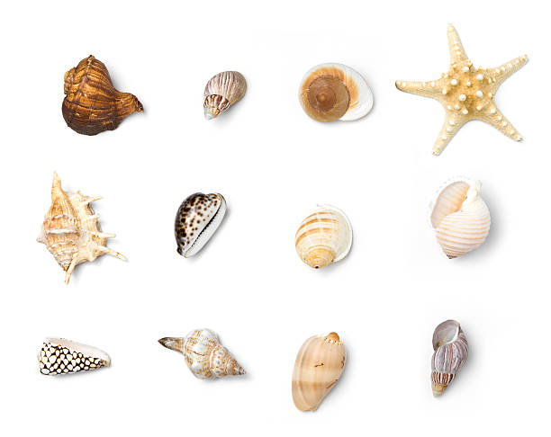 beach objects series - shell stok fotoğraflar ve resimler