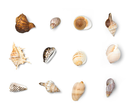 Fossil shells and other marine animals