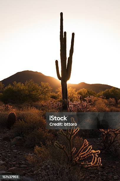 Mañana Desierto Saguaro Nº 2 Foto de stock y más banco de imágenes de Arizona - Arizona, Scottsdale, Salida del sol