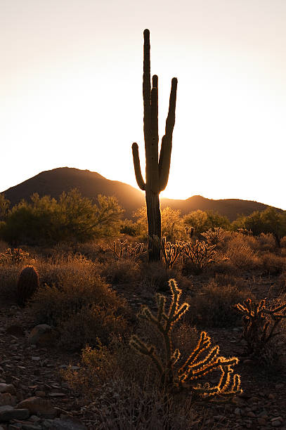 Desert with Saguaro Cactus at sunset near Phoenix Arizona