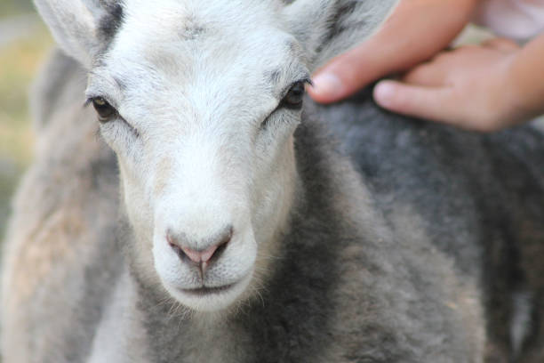 istock Portrait of a sheep 1574379063
