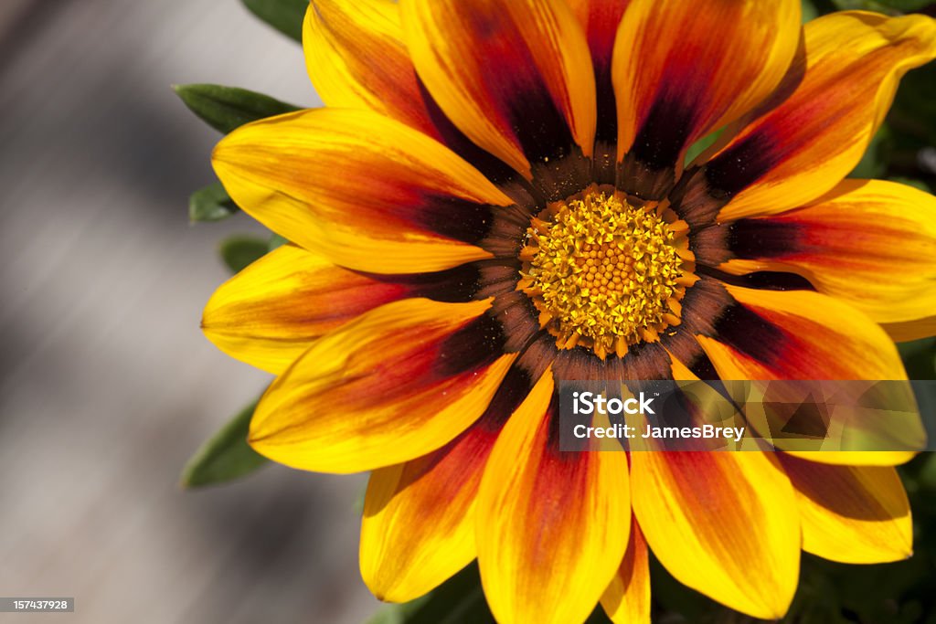 Macro Close-Up perfeito Margarida Flor Gerber amarelo laranja na luz solar - Royalty-free Flor Foto de stock