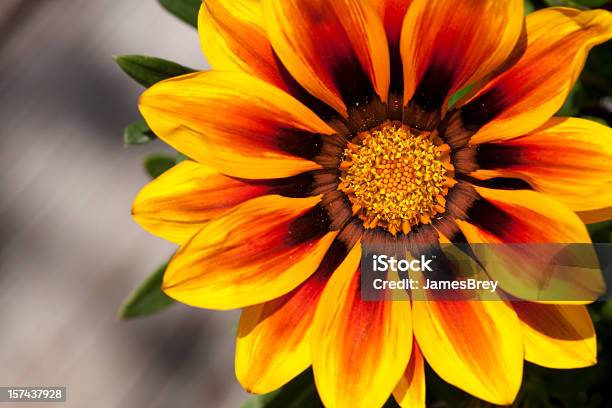 Macro Closeup Perfeito Margarida Flor Gerber Amarelo Laranja Na Luz Solar - Fotografias de stock e mais imagens de Flor