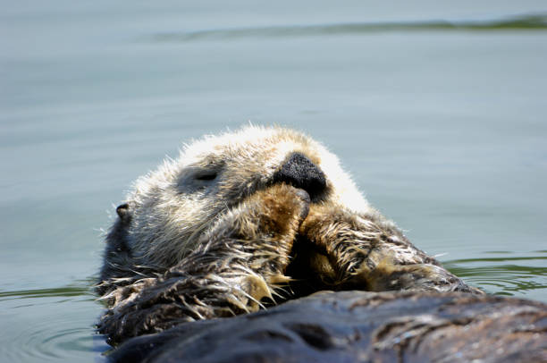 istock Wild Sea Otter Floating in Ocean Water 157437978