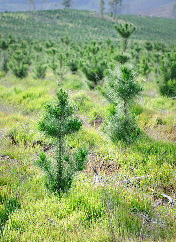 Thousands of freshly planted pine trees.