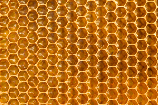 Honey bees, apis mellifera, bee yard in woodland