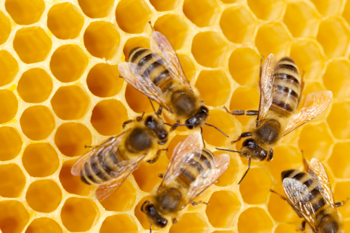 Background of bee honeycombs with larvae in a hive.