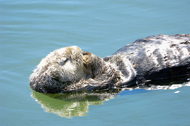 istock Wild Sea Otter Resting in Ocean Water 157438068