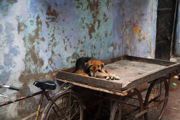 istock Stray Dog Sitting on a woden cart 157438155