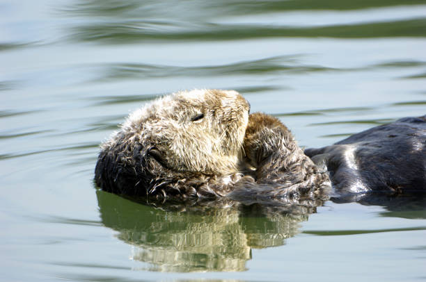 istock Wild Sea Otter Resting in Ocean Water 157438240