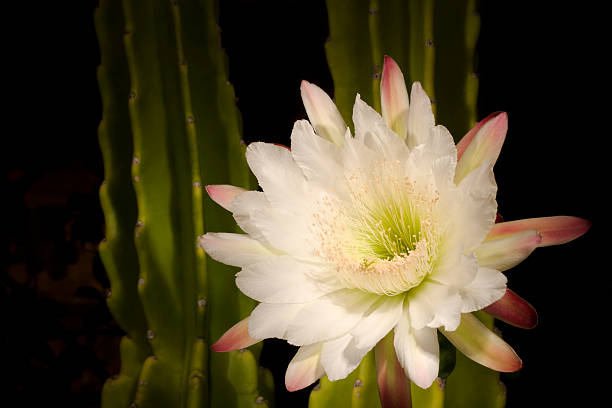 Night blooming cactus  night blooming cereus stock pictures, royalty-free photos & images
