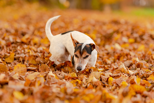 Little Jack Russell Terrier dog has a lot of fun in autumn leaves and is playing alone with leaves