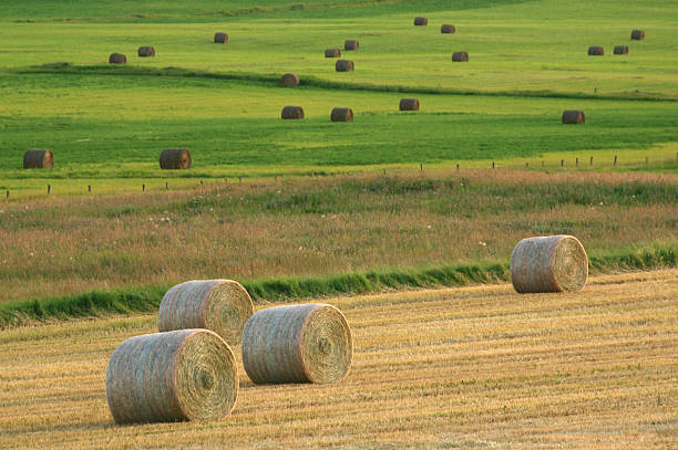 hay bales en la pradera - okotoks fotografías e imágenes de stock