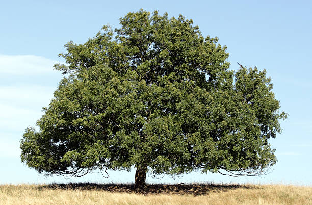 beautiful lonely ash tree on field stock photo