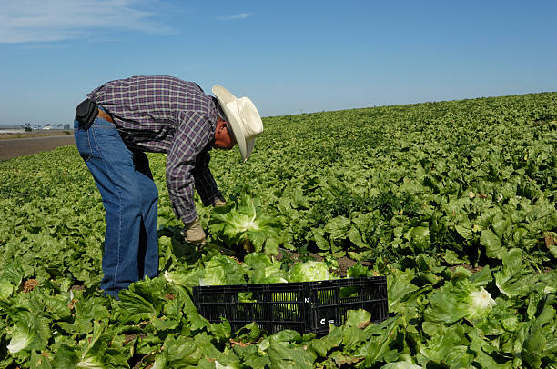 One adult latino man harvesting iceberg lettuce by cutting lettuce head from plant with knife,