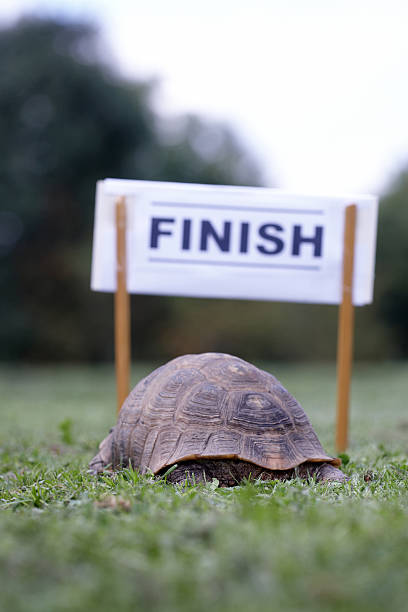 istock Tortoise crossing the finish line 157438660