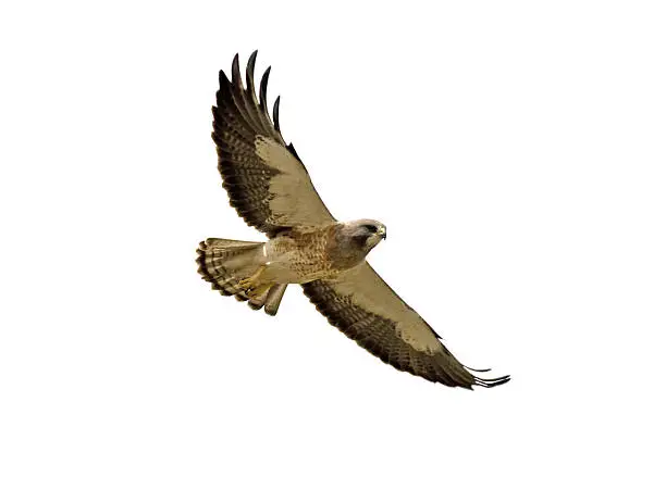 A soaring female Swainson's with clipping path. From below and close-up.