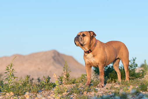 Cute Continental Bulldog. Dog is standing in a beautiful meadow with flowers and hills and blue sky