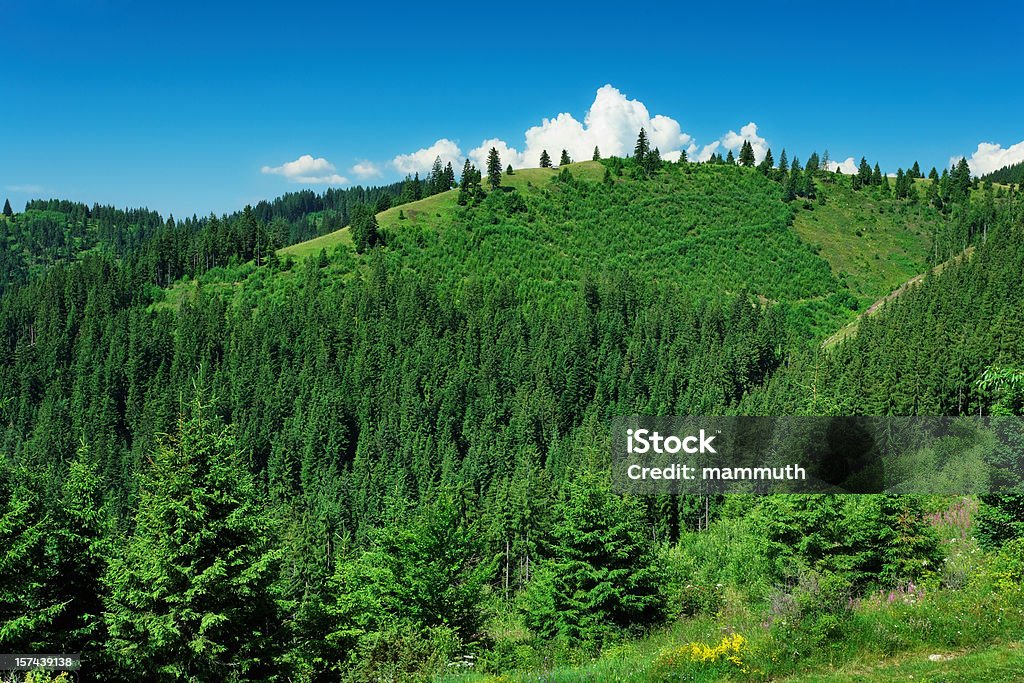 Vert forêt de pins de montagne - Photo de Affluence libre de droits