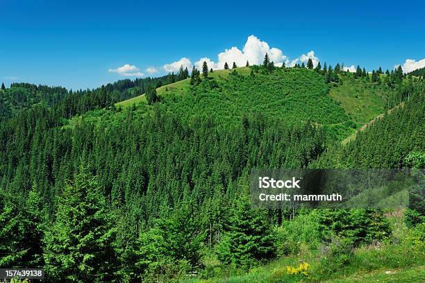 Photo libre de droit de Vert Forêt De Pins De Montagne banque d'images et plus d'images libres de droit de Affluence - Affluence, Beauté de la nature, Bleu