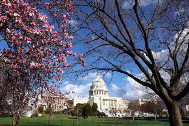 istock U.S. Capitol in Spring and Magnolia Blossom 157439170