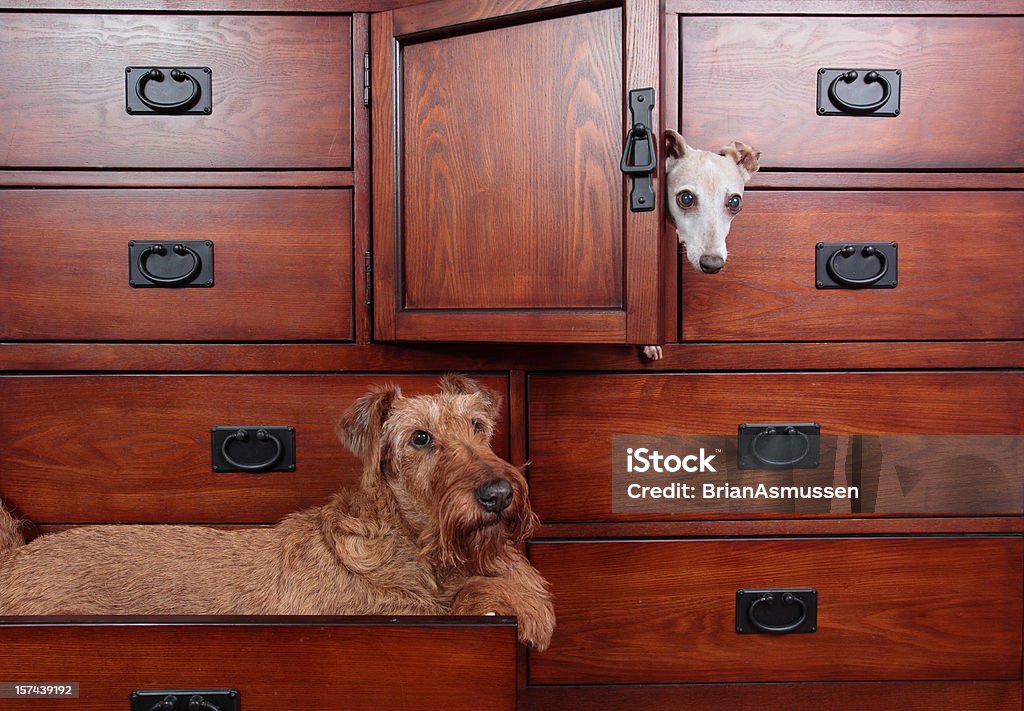 Dogs in Dresser  Italian Greyhound Stock Photo