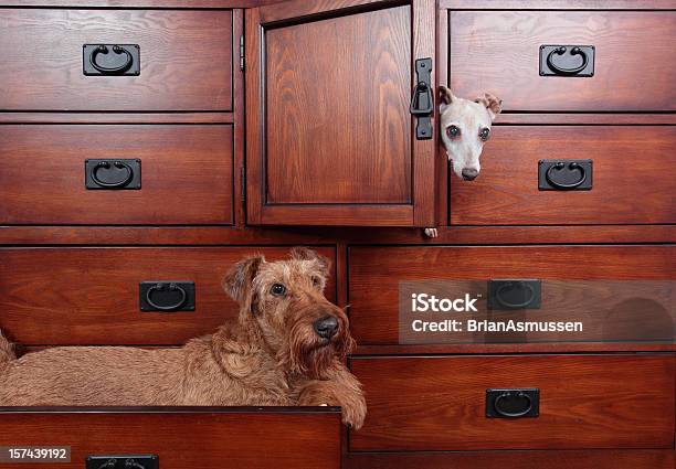 Cães Em Cômoda - Fotografias de stock e mais imagens de Greyhound Italiano - Greyhound Italiano, Cão, Gaveta