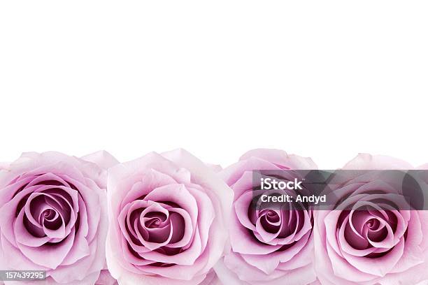 Rosen Stockfoto und mehr Bilder von Blume - Blume, Blumenbouqet, Blumenschmuck